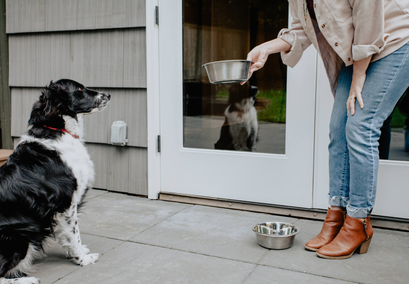 feeding dog