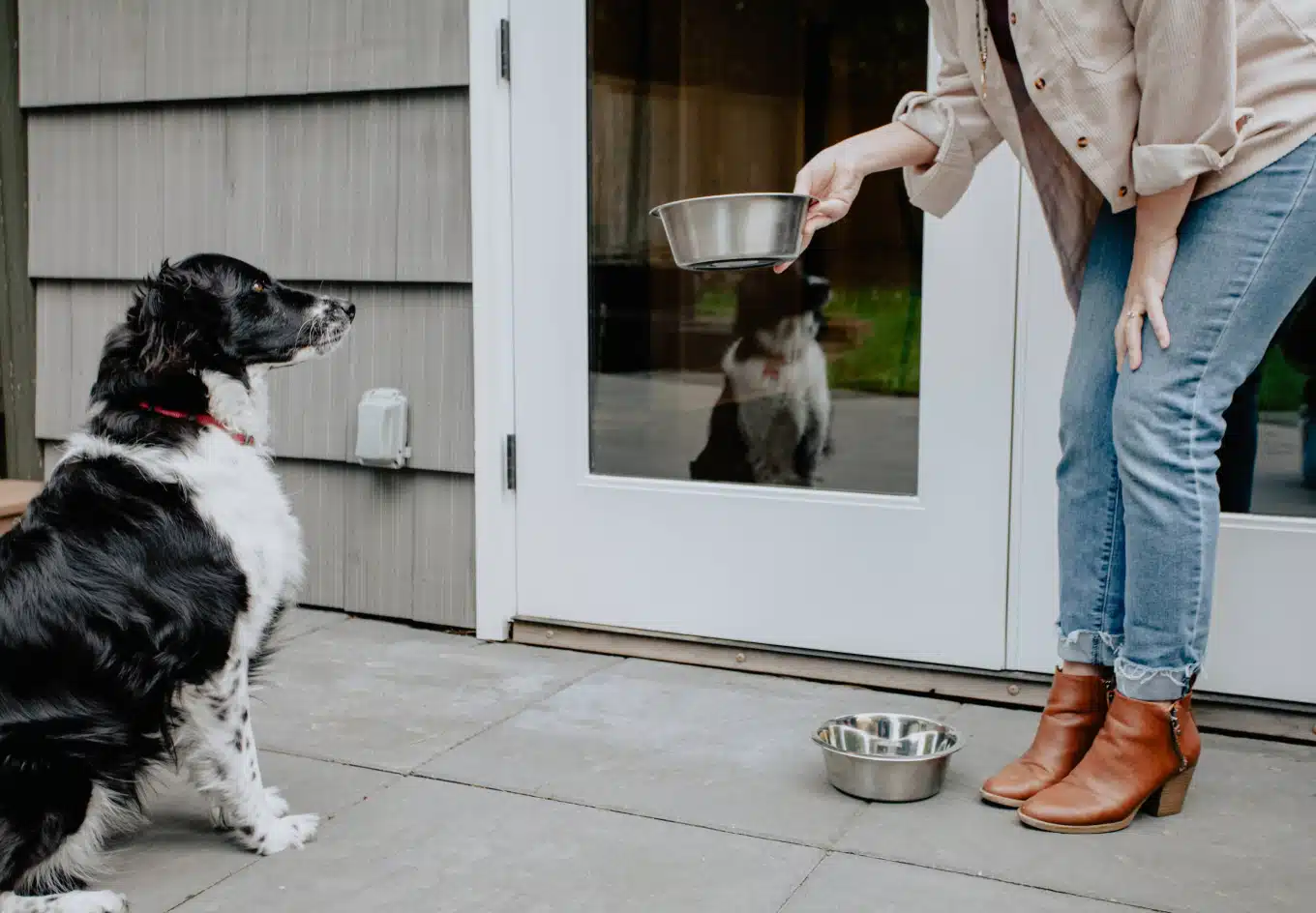 feeding dog